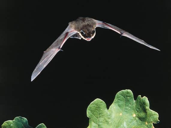 A Pipistrelle bat which is one species being monitored in the project. Picture: PA