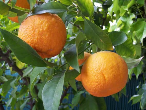 The price of oranges has risen by 54 per cent.
