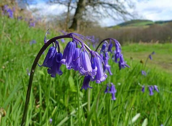 Glen Finglas is the Woodland Trusts largest site and an ideal location for a family day out thanks to its range of wildlife, including red deer and golden eagles.