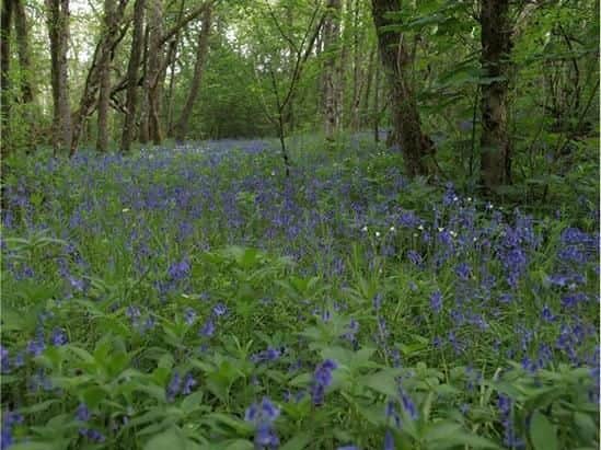 On the banks of Loch Ness, Urquhart Bay is one of the best examples of surviving ancient wet woodland in Europe. Visitors can see bluebells and the different tree species, which include alder, ash, bird cherry and white willow.