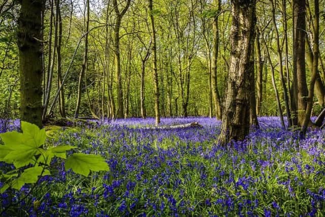 This ancient woodland, situated along Loch Ness is home to some of the largest specimens of Wellingtonia, Lawsons cypress and Douglas fir in Britain.Theres also a series of marked walks, making this a great place for bluebell.