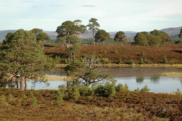 The first stretch of 200 leaves the pretty town of Bridge of Earn on the A921 and takes in countryside such as these ancient pine woods near Abernethy.