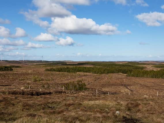 The trees planted near Stornoway, Isles of Lewis, under the Crofter Forestry Act which helped to transform the fortunes of crofters as well as the island landscape.