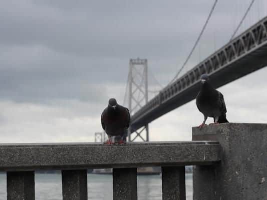 Feeding the pigeons on the streets of San Francisco is a big no. If you are caught doing so, you could be landed with a hefty fine.
