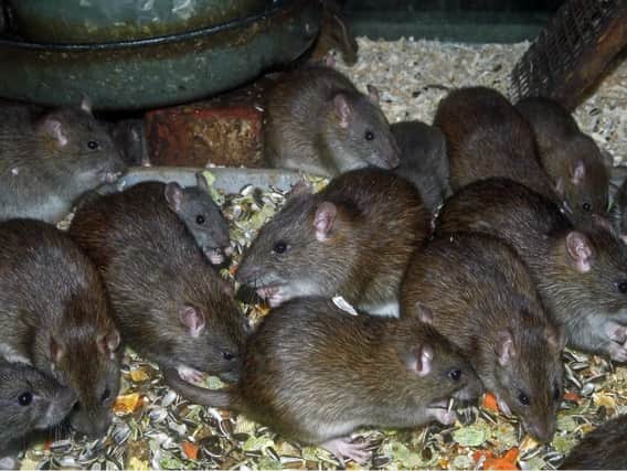 There have been more than 14,000 callouts relating to rats in Glasgow since 2016 (Photo: Shutterstock)