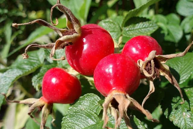 Putting seeds from rose hips down friends' backs then running away.