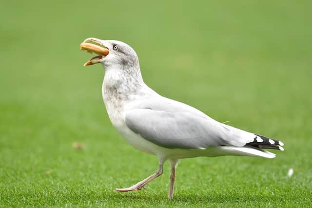 Seagulls have been a problem at Queen of the South. Picture: SNS
