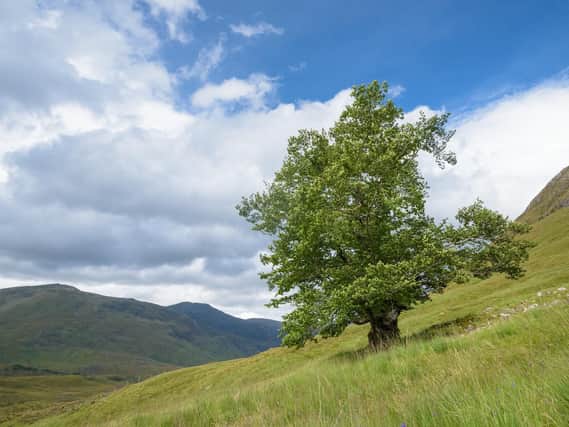 To celebrate the countrys many beautiful trees, members of the public are being asked once again to vote for their Tree of the Year for the annual Woodland Trust competition