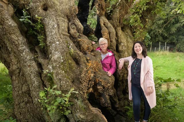 One of 300 ancient oaks growing on the former hunting grounds of the Duke of Hamilton, this tree is between 600 and 800 years old and predates the nearby medieval castle.