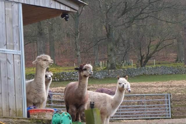 Alpaca fan? Youre in luck - one Scottish couple are now offering weddings on their alpaca farm in Innerleithen. You can even use them as ring bearers - if you dare.