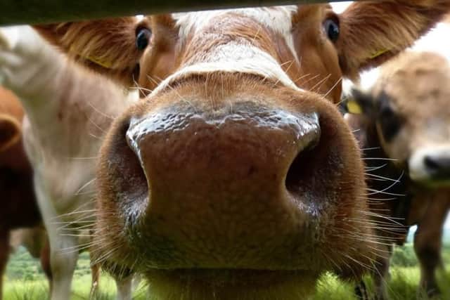The Brahan Seer was a predictor of the future who lived in Scotland in the 17th century. He foretold a cow prophecy, which came true resulting in the 'Mackenzies of Fairburn shall losing their entire possessions.'