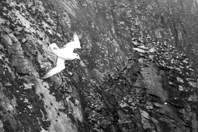 The last known great Auk in Britain was captured by locals on St. Kilda and blamed for the recent bad weather they had been experiencing. Killed and buried under a pile of stones, the bird was then said to haunt the island.