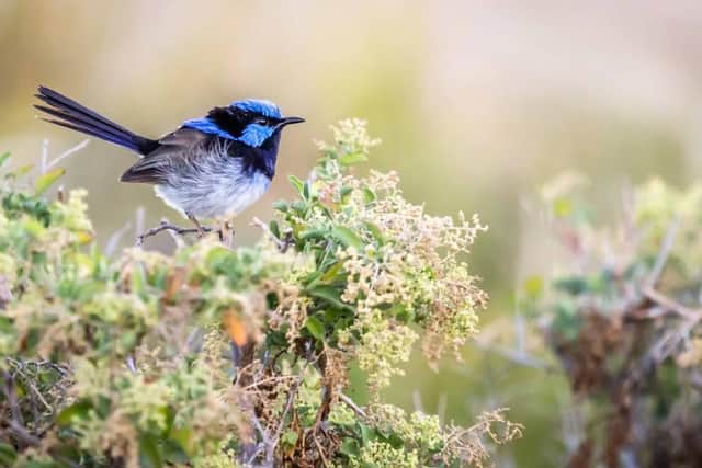 Northwest of Melbourne, this suburb of Sunbury is a great spot to visit thanks to its wildlife, wineries and Victorian-era architecture. It's the birthplace of cricket's most famous trophy - The Ashes.