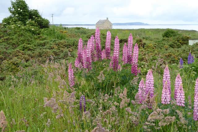 A first day of gentle walking takes you through Portgordon and Spey Bay, home to the Scottish Dolphin Centre.