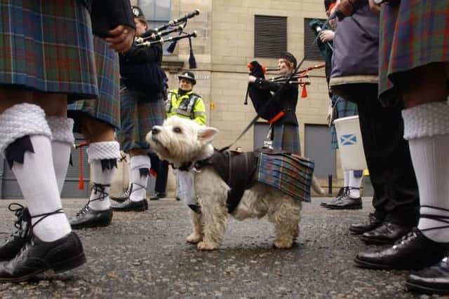 A West Highland terrier (named Buffy) joins  the Stockbridge Pipe Band as it gathers to lead a colourful St Andrews Day march along the capital's Princes Street in 2003.