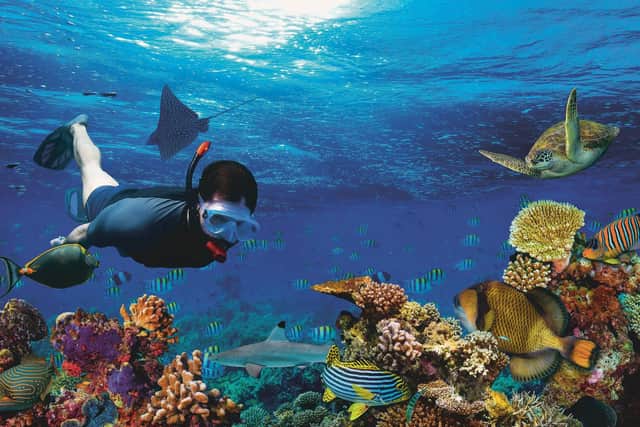 The Maldives have a wealth of sea life to explore, snorkeling or diving