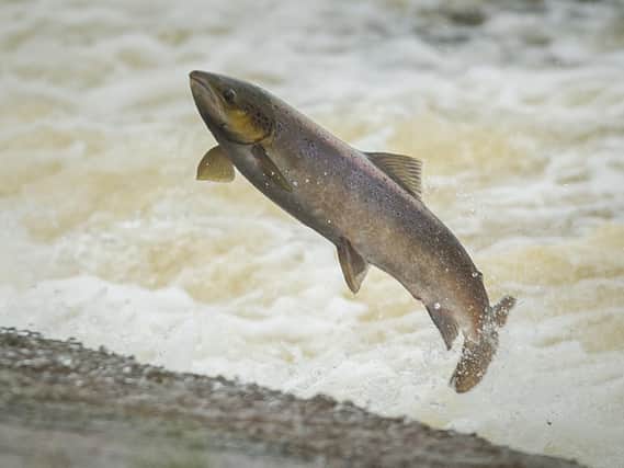 Scottish salmon will be tracked on their journey across the North Atlantic for the first time to help with research