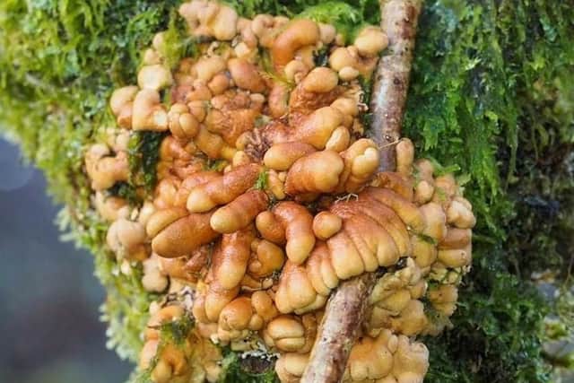The hazel glove fungus, which looks like a bulbous hand grabbing a branch, was spotted by retired Countryside Ranger Richard Wesley from Cullipool   picture: Jan Hamilton / Lorn Natural History Group