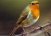 Rockin’ Robin at the top of the pecking order