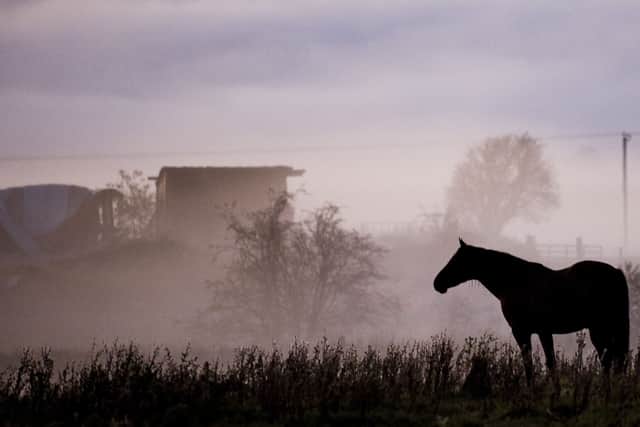 A horse in a field near Gorebridge looking towards a foggy Pentland Hills. Picture: Ian Georgeson