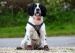 Dog to become fire investigator