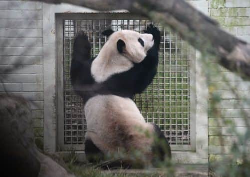 Yang Guang has been calling through the grate to Tian Tian. Picture: Neil Hanna