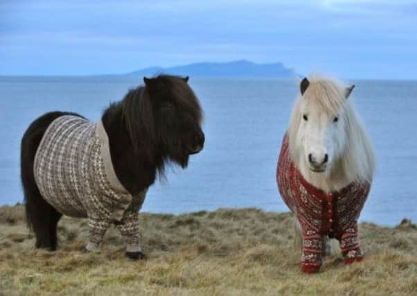 The Shetland ponies in jumpers who appear to have sparked interest in the Highlands and Islands. Picture: Rob McDougall