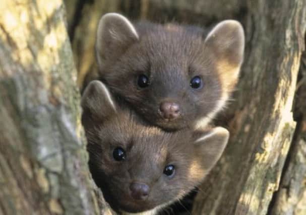 Numbers of pine martens in Scotland are on the up. Picture: PA