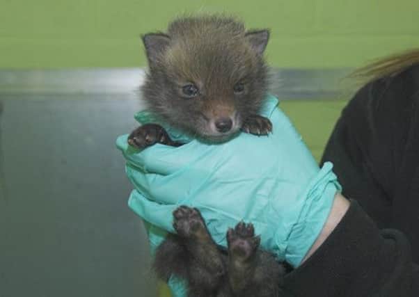 Doc the fox cub, who was separated from his mum. Picture: SSPCA