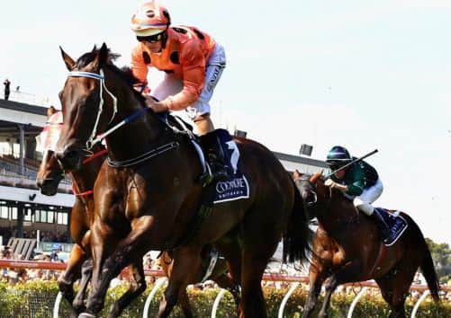 Australian racehorse Black Caviar has been retired, unbeaten after 25 starts. Picture: Getty