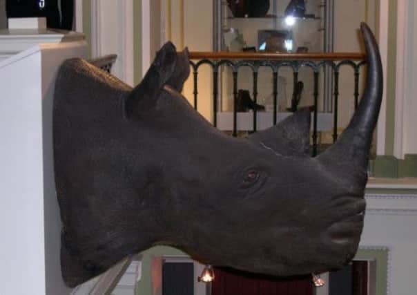 Elgin Museum moved their rhino heads over security fears. Picture: Comp