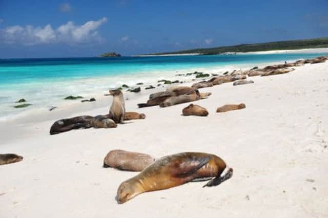 Sea lions basking on the beach, Galagpagos