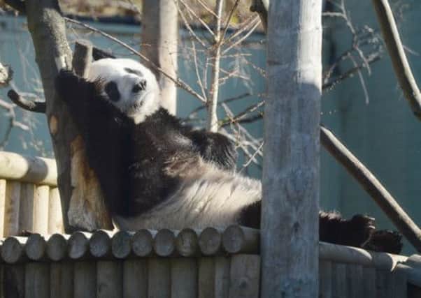 Yang Guang and Tian Tian spent time in each others enclosures as part of the breading process. Picture: Neil Hanna