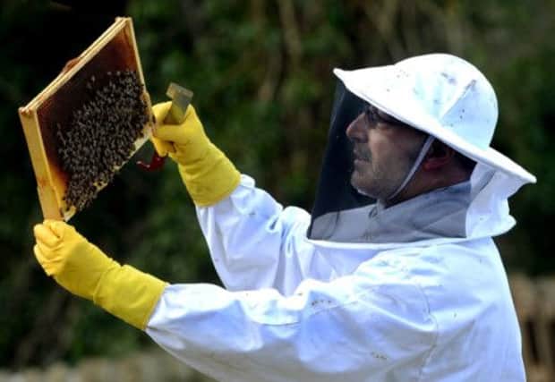 Victor Contini says the National Gallery roof would be an ideal site for hives. Picture: Neil Hanna
