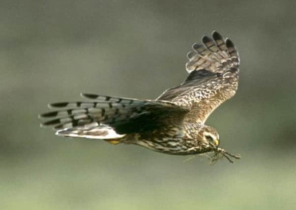 The numbers of hen harriers in the UK has fallen since 500 pairs were recorded in 2010. Picture: PA