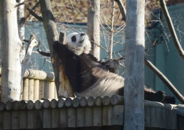 Tian Tian was artificially inseminated over the weekend. Picture: TSPL