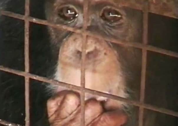 The Animal Defenders International had wanted to broadcast an advert juxtaposing images of a girl and a chimpanzee in chains in a cage. Picture: ADI