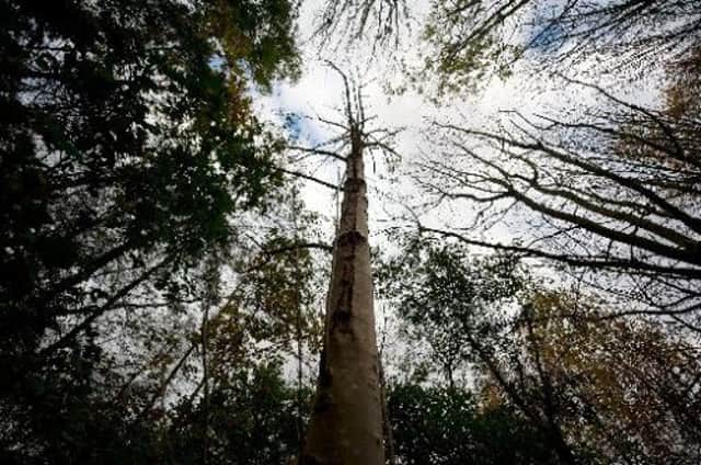 Scientists estimated that 90 per cent of Britain's 126 million ash trees will become infected, causing ash dieback. Picture: Getty