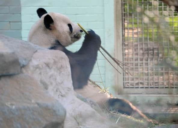Tian Tian and Yang Guang, pictured, were credited with helping to produce a bumper year for Scotlands wildlife attractions. Picture: Ian Rutherford