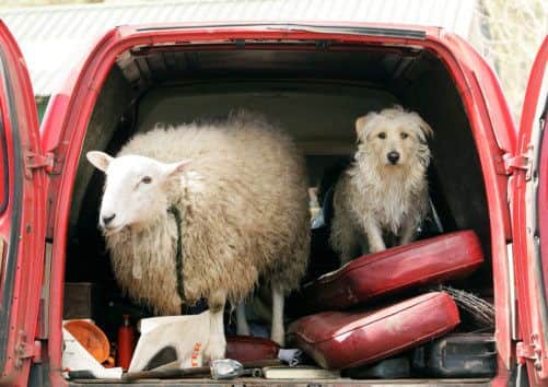 Lamo the sheep in the van. Picture: SWNS