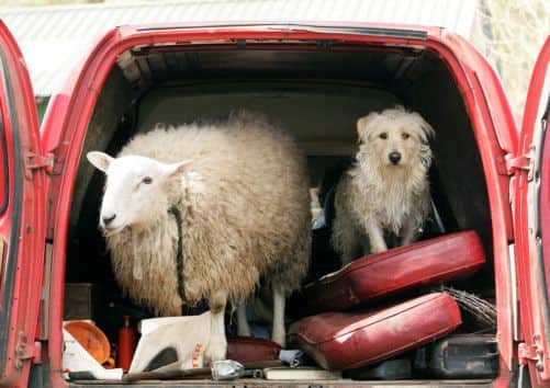 Lamo the sheep in the van. Picture: SWNS