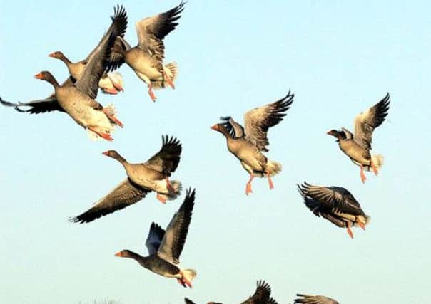 A total of 95 per cent of the Icelandic population of greylag geese winter in Scotland. Picture: Contributed