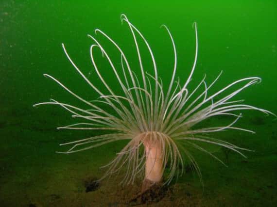 Fireworks anemones are among the key marine creatures campaigners want protected. Picture: Contributed