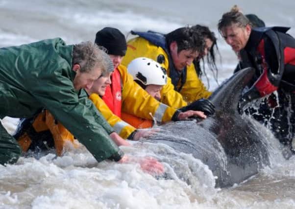 Two whales were successfully rescued earlier this week. Picture: HEmedia