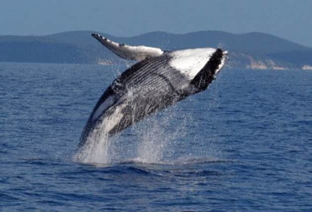 Humpback whales developed new feeding techniques after the collapse in herring numbers. Picture: AP