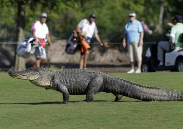 'Tripod' the alligator entertains golf fans at the Zurich Classic. Picture: AP