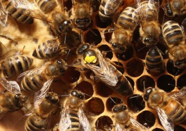 The Scottish Government gave £200,000 to help beekeepers restock hives after bad weather wiped out thousands of colonies. Picture: Getty