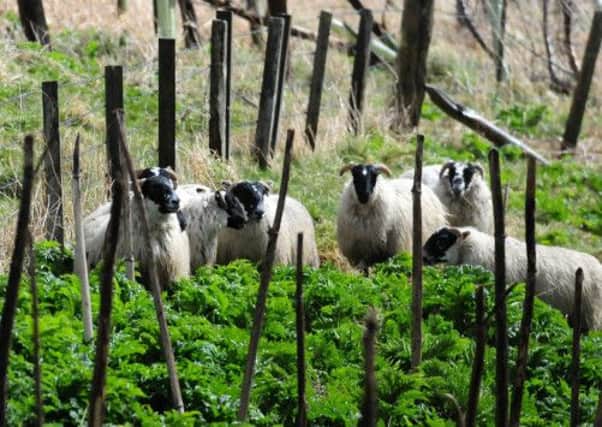 Black faced sheep graze on newly sprouting Giant Hogweed near the River Deveron in Aberdeenshire. Picture: Hemedia