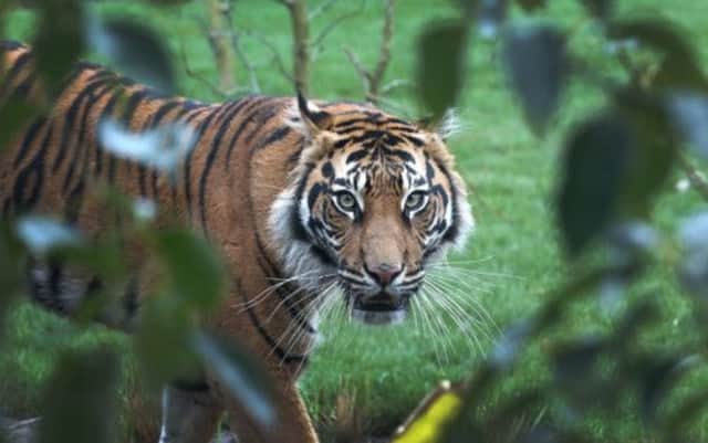 Edinburgh Zoo is home to two Sumatran tigers  a breed that may be down to just 300 in the wild. Picture: Getty