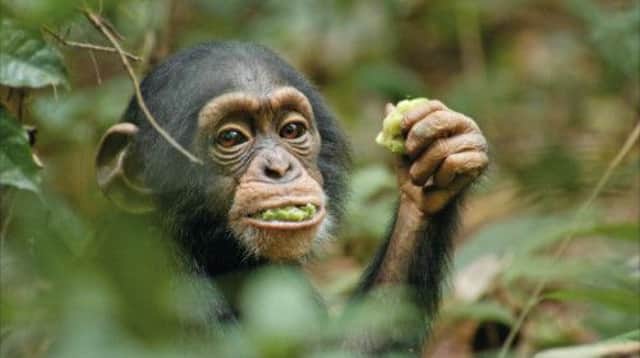 Chimpanzee. Picture: Contributed